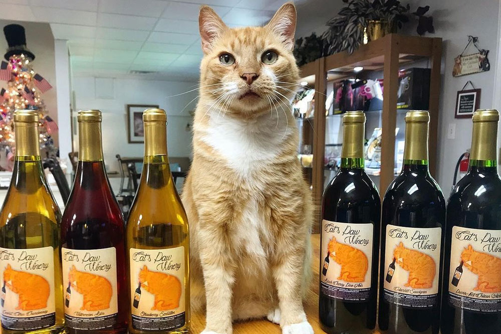 cats paw winery