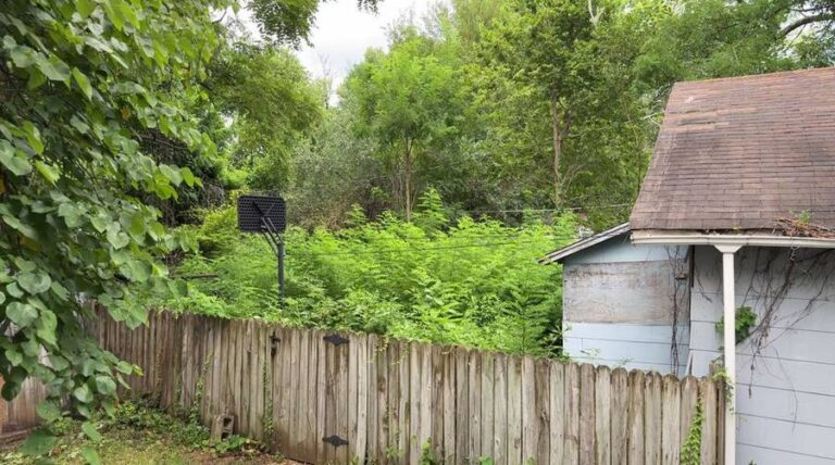 Overgrown backyard lot filled with dense saplings behind a wooden privacy fence