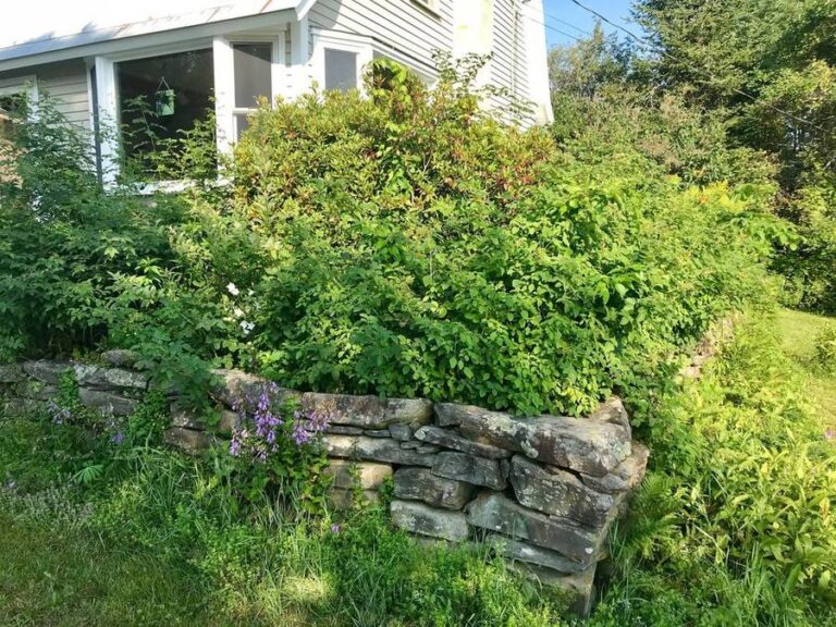 Overgrown shrubs spilling over a stone retaining wall beside a house